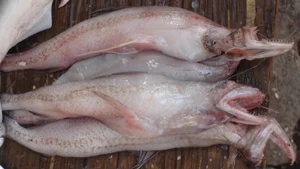 From Poor Man's Food to Gourmet Delicacy: The Surprising Rise of This Local Fish - image 9