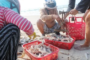From Poor Man's Food to Gourmet Delicacy: The Surprising Rise of This Local Fish - image 8