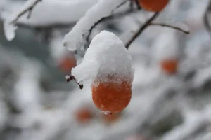 Winter Wonderland: Seoul Transformed by Heavy Snowfall - image 7