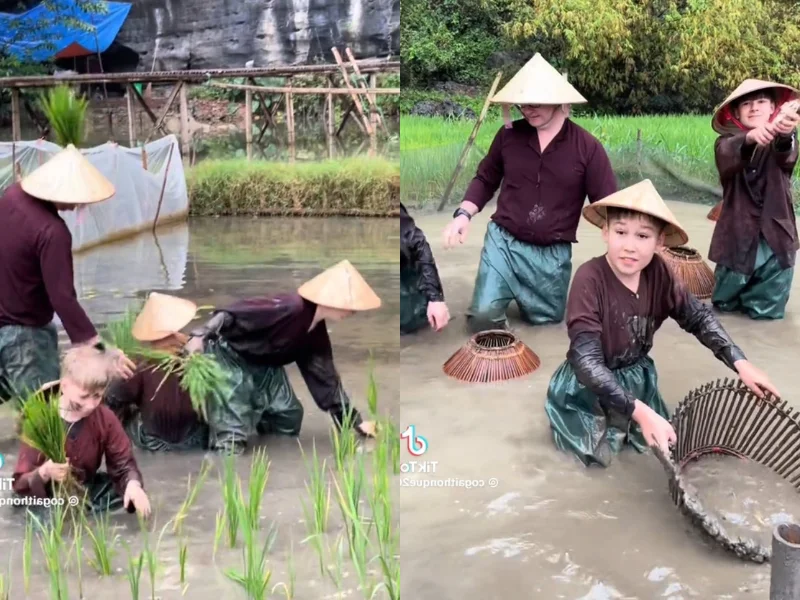 Experience the Golden Magic of Ha Giang: A Guide to Vietnam's Stunning Ripe Rice Season for Adventurous Travelers