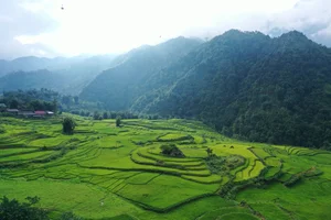 Breathtaking Early Golden Rice Season in Nam Cang Sapa - image 7