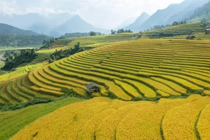 Breathtaking Early Golden Rice Season in Nam Cang Sapa - image 3