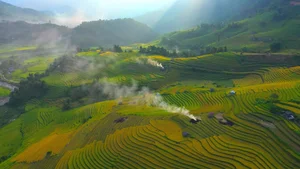 Breathtaking Early Golden Rice Season in Nam Cang Sapa - image 4