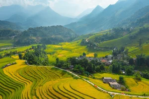 Breathtaking Early Golden Rice Season in Nam Cang Sapa - image 5