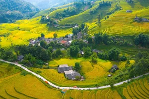 Breathtaking Early Golden Rice Season in Nam Cang Sapa - image 9
