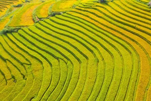 Breathtaking Early Golden Rice Season in Nam Cang Sapa - image 2