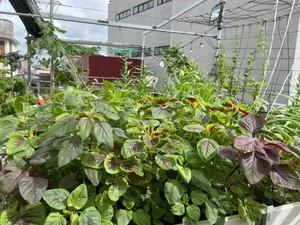 Transform Your Rooftop Into A Green Sanctuary: Modern Urban Oasis Inspiration For Slow Living - image 12