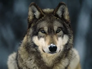 The Surprising Truth Behind the Legendary Beast That Haunted the Americas - image 3