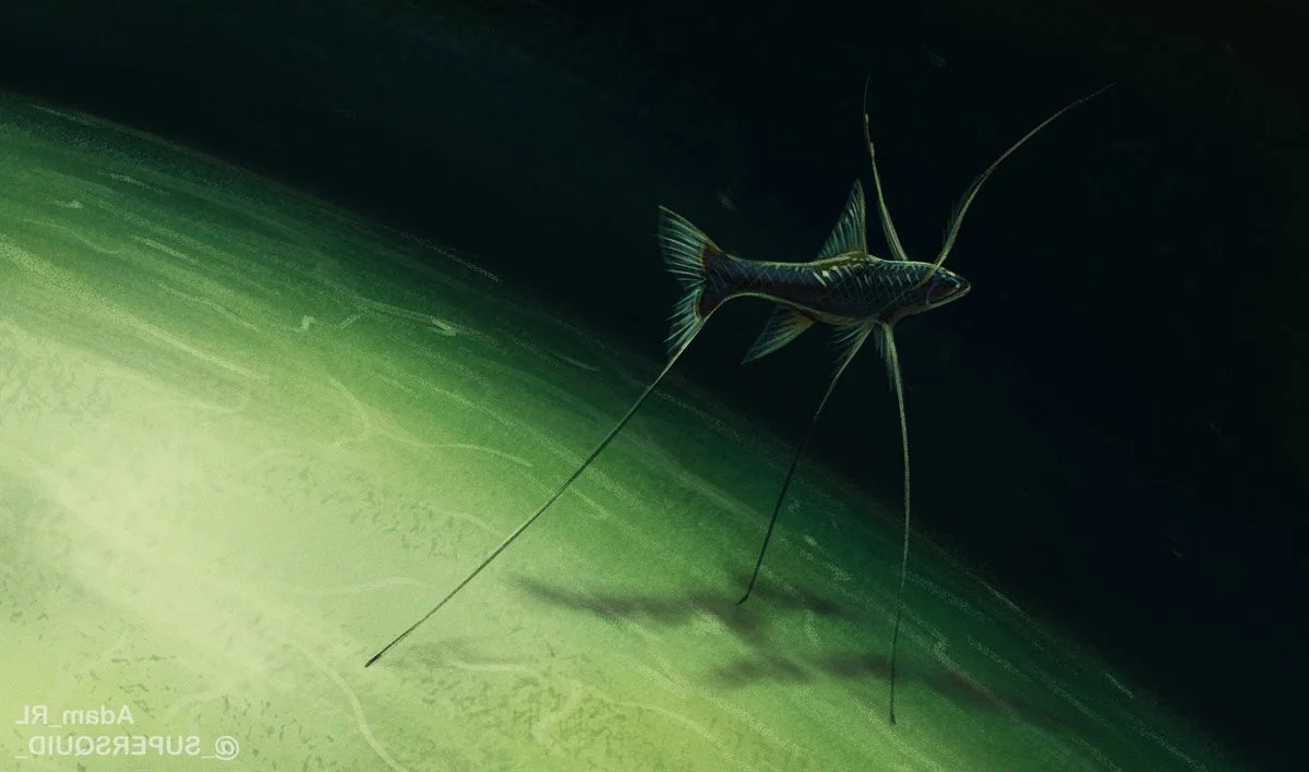 Discover the Mysterious Tripod Fish: A Bizarre Deep-Sea Creature Standing on the Ocean Floor (Bathypterois grallator)