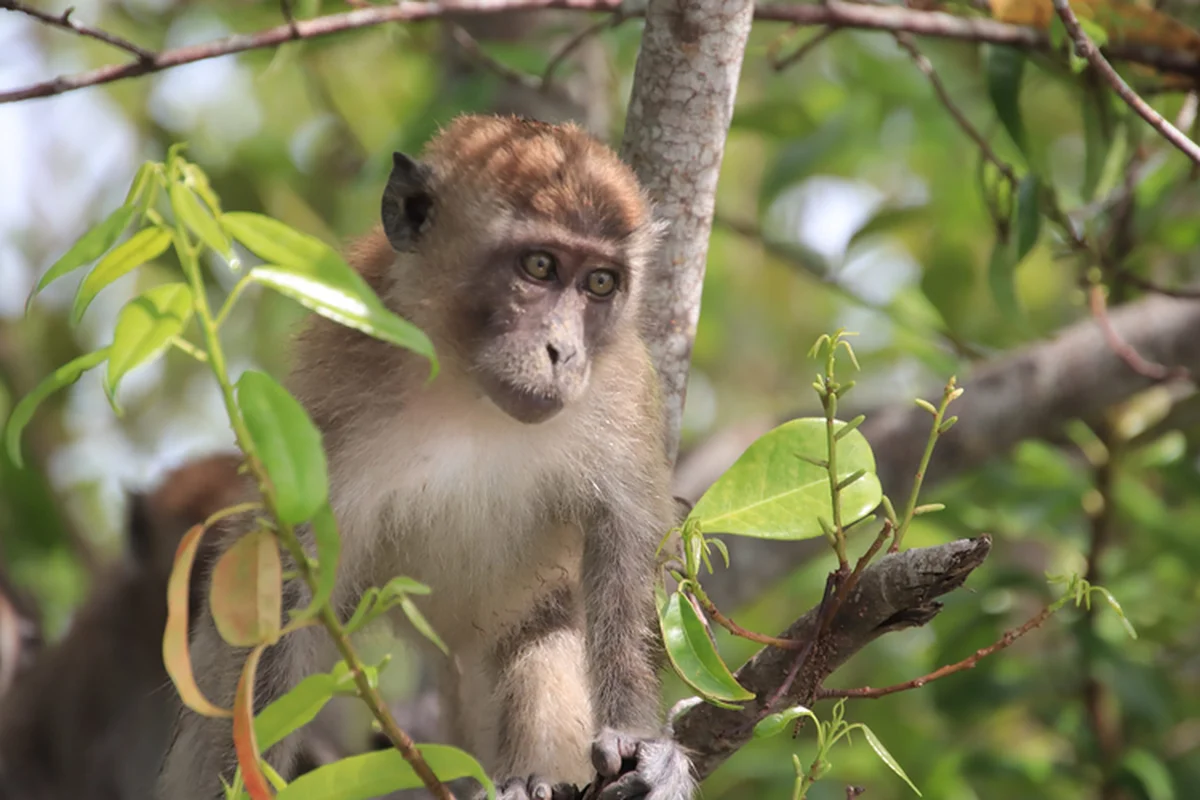 Illegal Capture of Endangered Long-Tailed Macaques in Con Dao National Park