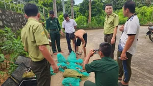 Illegal Capture of Endangered Long-Tailed Macaques in Con Dao National Park - image 4