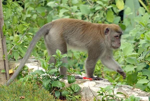 Illegal Capture of Endangered Long-Tailed Macaques in Con Dao National Park - image 1