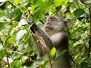 Illegal Capture of Endangered Long-Tailed Macaques in Con Dao National Park - image 7