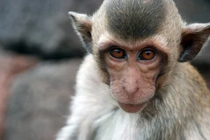 Illegal Capture of Endangered Long-Tailed Macaques in Con Dao National Park - image 5