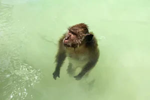 Illegal Capture of Endangered Long-Tailed Macaques in Con Dao National Park - image 2