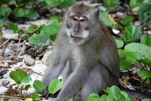 Illegal Capture of Endangered Long-Tailed Macaques in Con Dao National Park - image 6