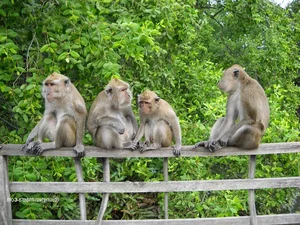 Illegal Capture of Endangered Long-Tailed Macaques in Con Dao National Park - image 3