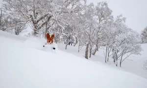 Top 6 Winter Wonderlands: The Best Snow-Watching Destinations for Global Travelers - image 5