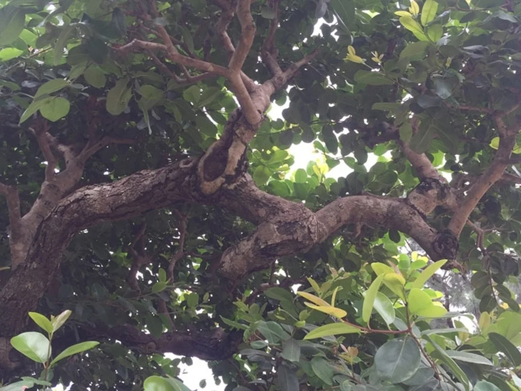 The Rare 10 Billion VND Bonsai Tree That Collectors Can't Buy