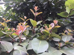 The Rare 10 Billion VND Bonsai Tree That Collectors Can't Buy - image 9