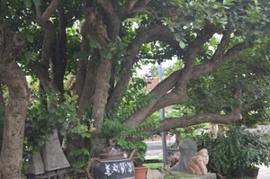 The Rare 10 Billion VND Bonsai Tree That Collectors Can't Buy - image 4