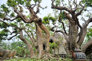 The Rare 10 Billion VND Bonsai Tree That Collectors Can't Buy - image 7