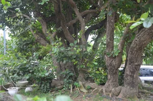 The Rare 10 Billion VND Bonsai Tree That Collectors Can't Buy - image 1