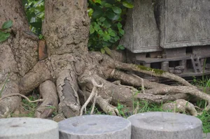 The Rare 10 Billion VND Bonsai Tree That Collectors Can't Buy - image 2