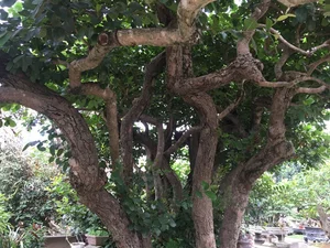 The Rare 10 Billion VND Bonsai Tree That Collectors Can't Buy - image 3