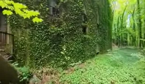 Inside North Brother Island: New York's Abandoned Historical Oasis - image 6