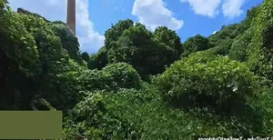 Inside North Brother Island: New York's Abandoned Historical Oasis - image 1