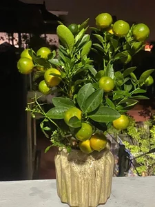 Exquisite Mai Chieu Thuy Mini Bonsai A Sophisticated Touch For Your Tet 2026 Home Decor - image 8