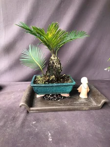 Exquisite Mai Chieu Thuy Mini Bonsai A Sophisticated Touch For Your Tet 2026 Home Decor - image 5