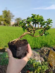 Exquisite Mai Chieu Thuy Mini Bonsai A Sophisticated Touch For Your Tet 2026 Home Decor - image 1