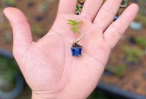 Exquisite Mai Chieu Thuy Mini Bonsai A Sophisticated Touch For Your Tet 2026 Home Decor - image 2