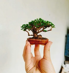 Exquisite Mai Chieu Thuy Mini Bonsai A Sophisticated Touch For Your Tet 2026 Home Decor - image 4
