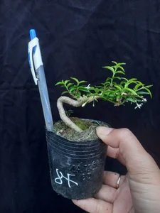 Exquisite Mai Chieu Thuy Mini Bonsai A Sophisticated Touch For Your Tet 2026 Home Decor - image 3
