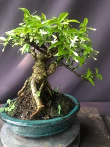 Exquisite Mai Chieu Thuy Mini Bonsai A Sophisticated Touch For Your Tet 2026 Home Decor - image 6