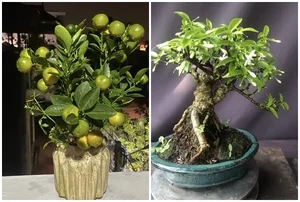 Exquisite Mai Chieu Thuy Mini Bonsai A Sophisticated Touch For Your Tet 2026 Home Decor - image 9