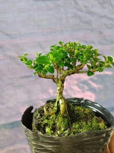 Exquisite Mai Chieu Thuy Mini Bonsai A Sophisticated Touch For Your Tet 2026 Home Decor - image 7