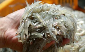 How a Humble Traditional Fish Became a Sought-After Gourmet Delicacy - image 6