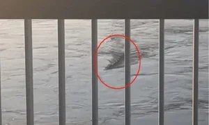 The Terrifying Mystery of China’s Most Notorious 'Water Monster' - image 3