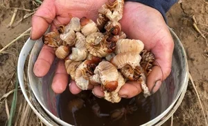 The Natural Aphrodisiac Boosting Wellness and Creating a High-Demand Market - image 5