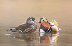 The Magical Beauty of the Mandarin Duck: The World's Most Stunning Waterfowl - image 4