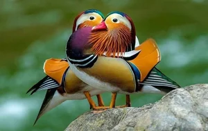 The Magical Beauty of the Mandarin Duck: The World's Most Stunning Waterfowl - image 6