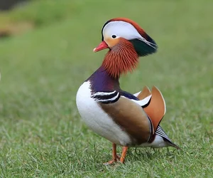 The Magical Beauty of the Mandarin Duck: The World's Most Stunning Waterfowl - image 0