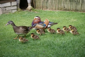 The Magical Beauty of the Mandarin Duck: The World's Most Stunning Waterfowl - image 3