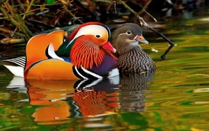 The Magical Beauty of the Mandarin Duck: The World's Most Stunning Waterfowl - image 8