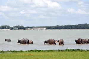 Unlocking Economic Success and Sustainable Aquaculture at Dau Tieng Lake - image 0