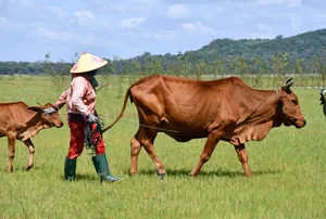 Unlocking Economic Success and Sustainable Aquaculture at Dau Tieng Lake - image 7
